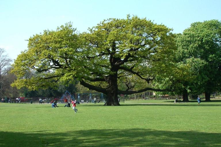 Big oak tree in a park on a sunny day.