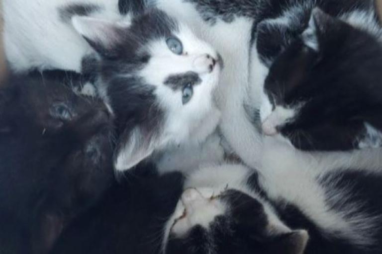 Four Kittens Cropped Pic 1