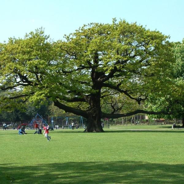 Big oak tree in a park on a sunny day.