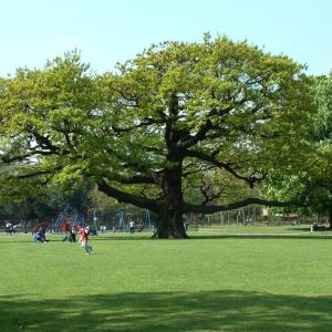 Big oak tree in a park on a sunny day.